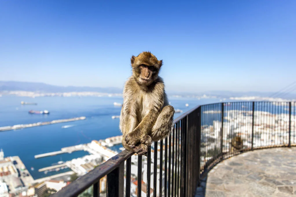 Barbary Macaques