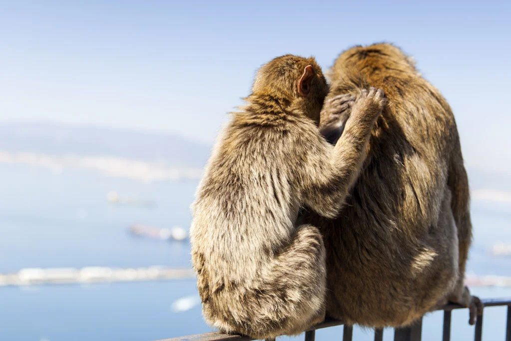 Barbary Macaques
