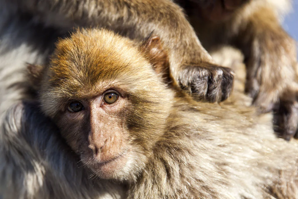 Barbary Macaques