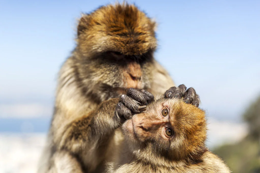 Barbary Macaques