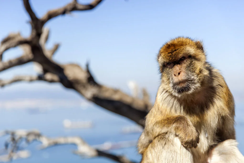 Barbary Macaques