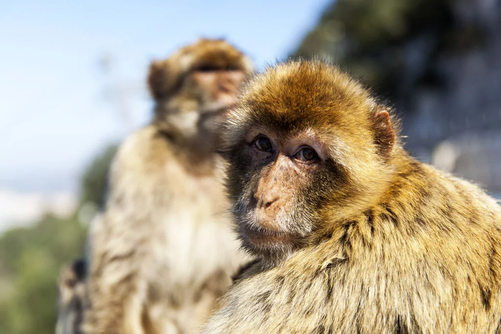 Barbary Macaques