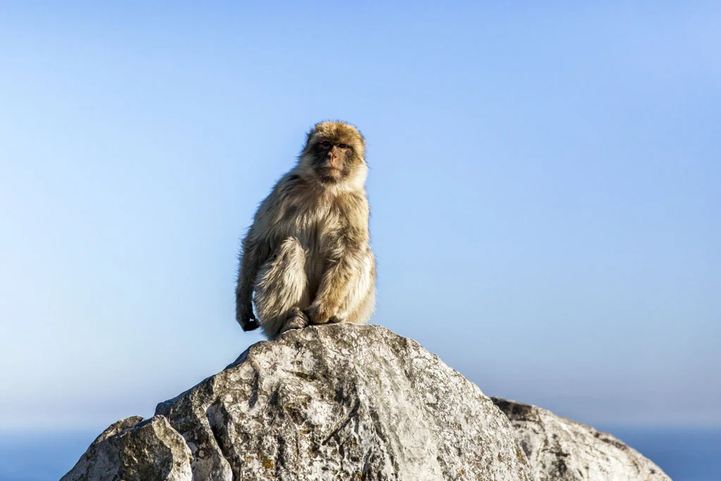 Barbary Macaques