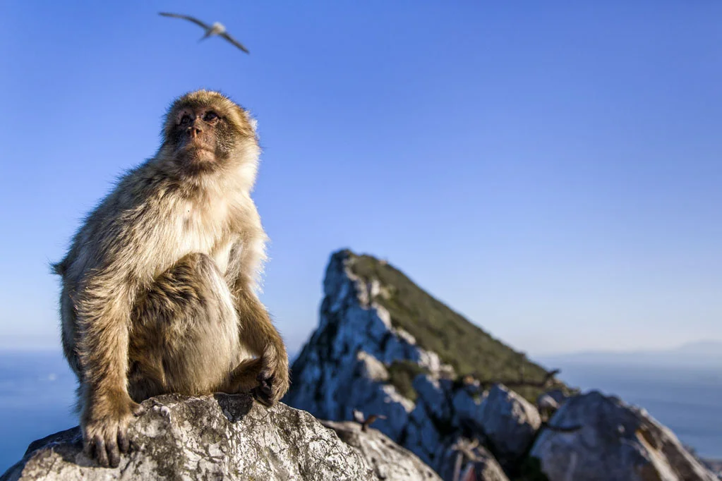 Barbary Macaques