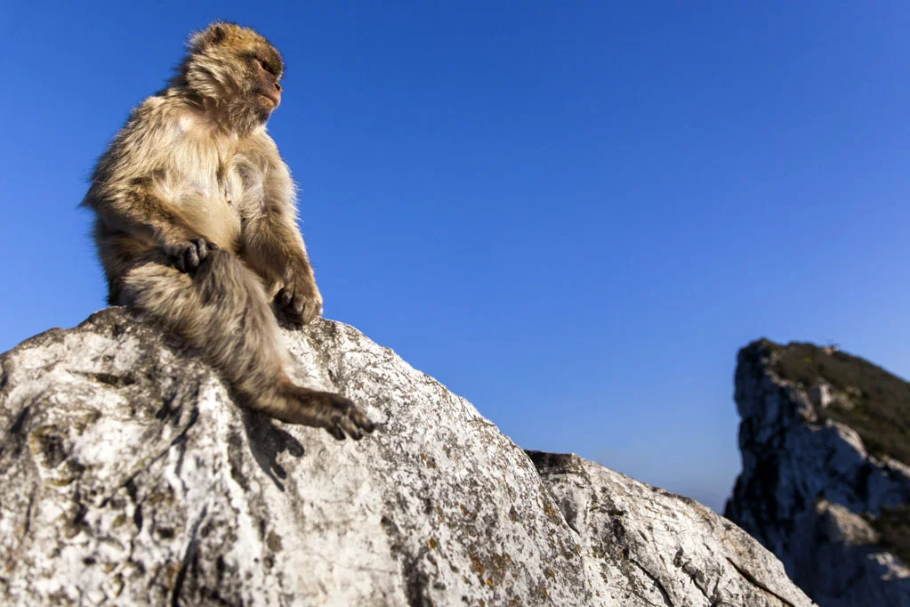 Barbary Macaques