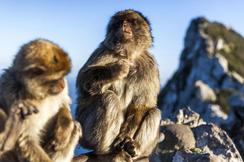Barbary Macaques