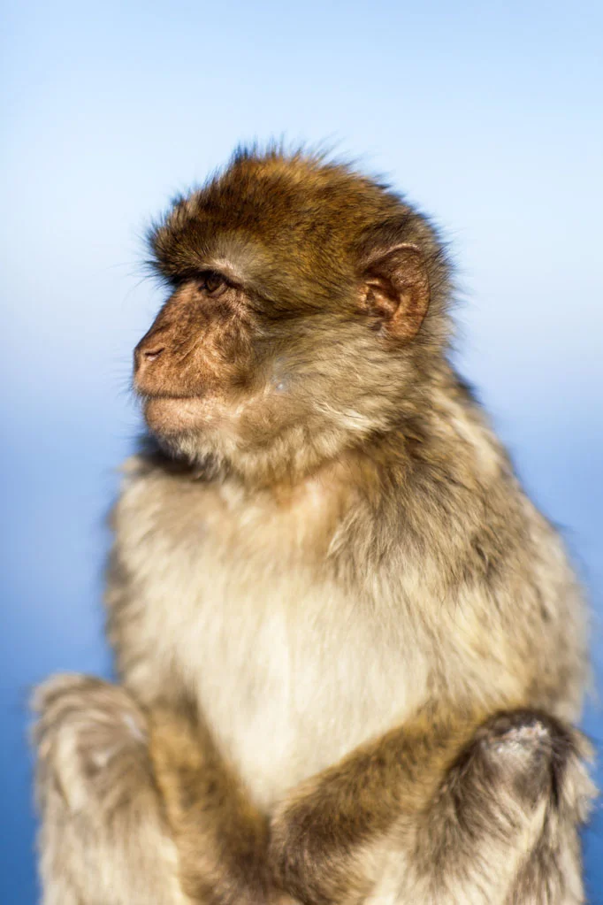 Barbary Macaques
