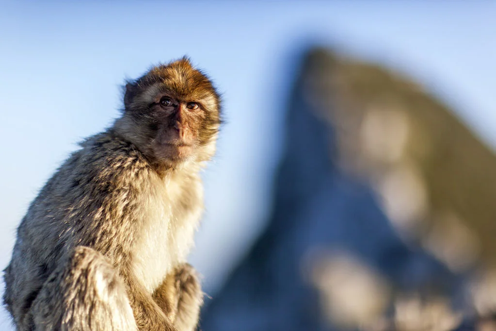 Barbary Macaques