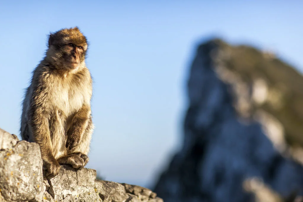 Barbary Macaques