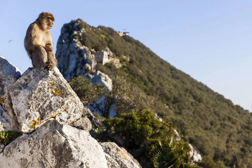 Barbary Macaques