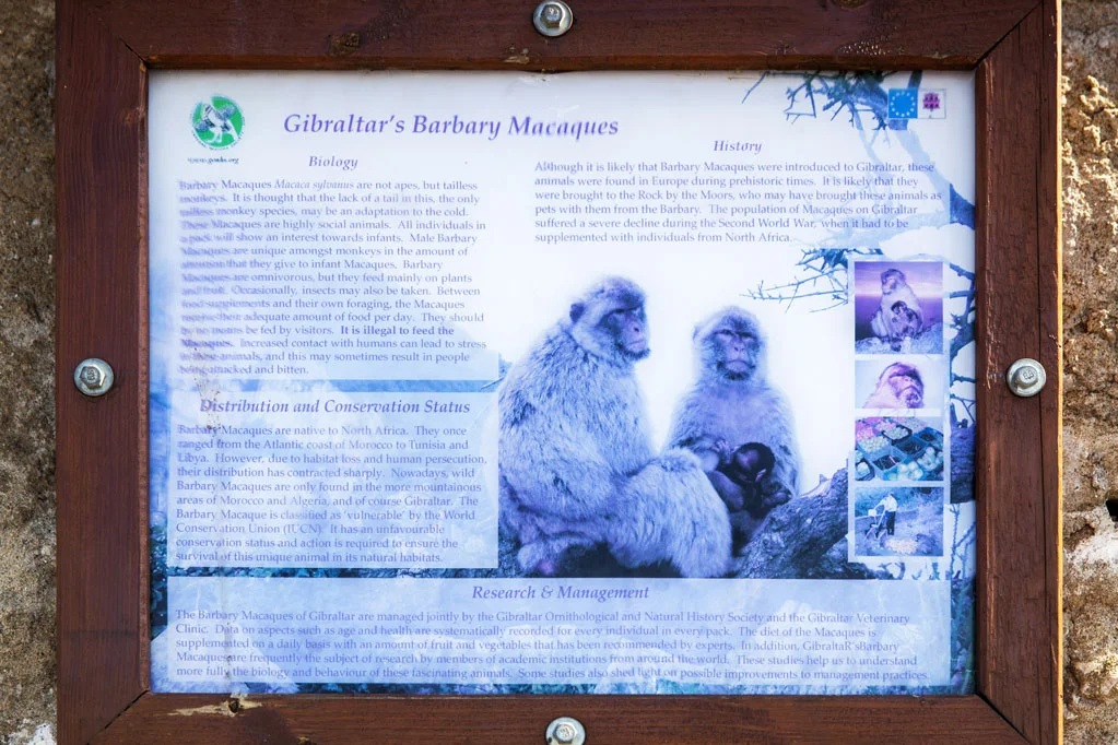Barbary Macaques