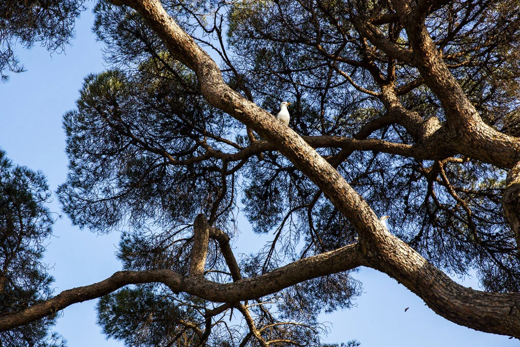 Gibraltar Botanic Gardens