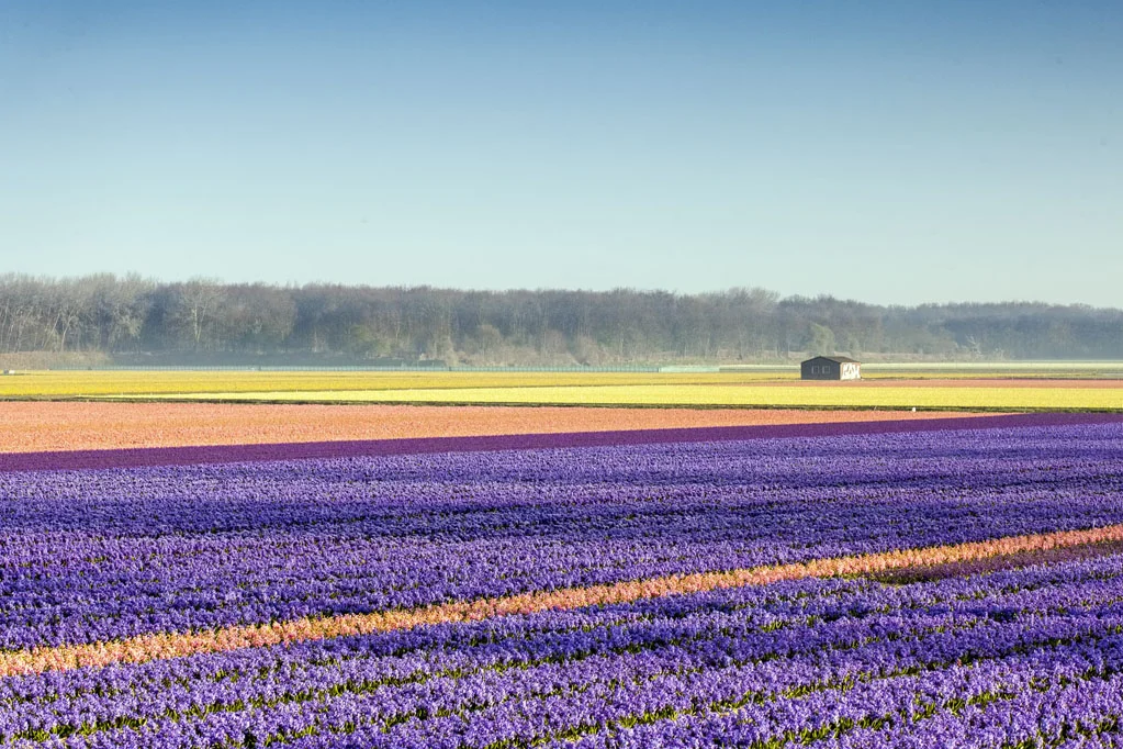 Blue Hyacinths Field