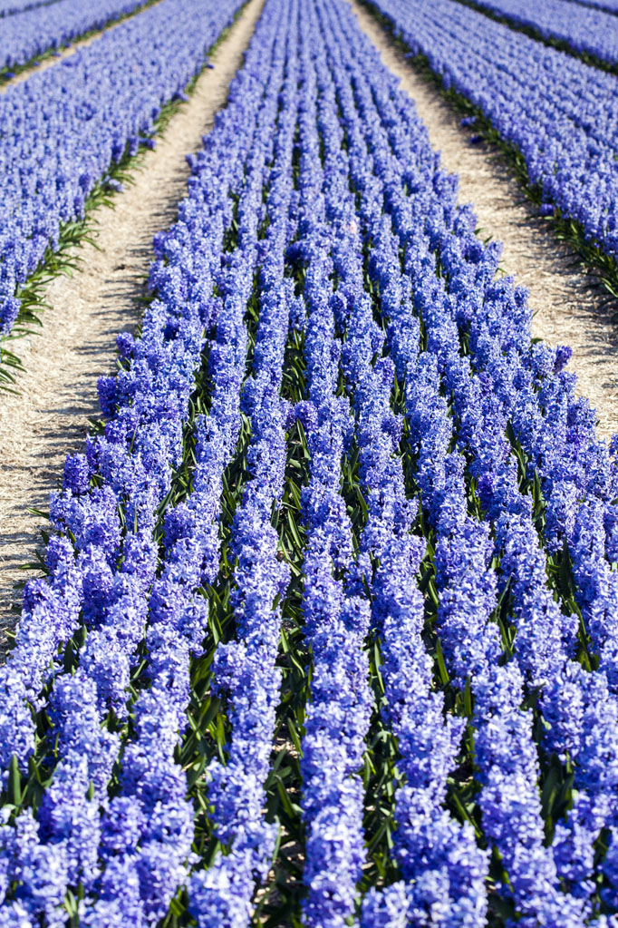 Netherlands Flower Fields Netherlands Flower Fields