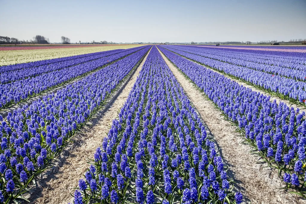 Blue Hyacinths Field