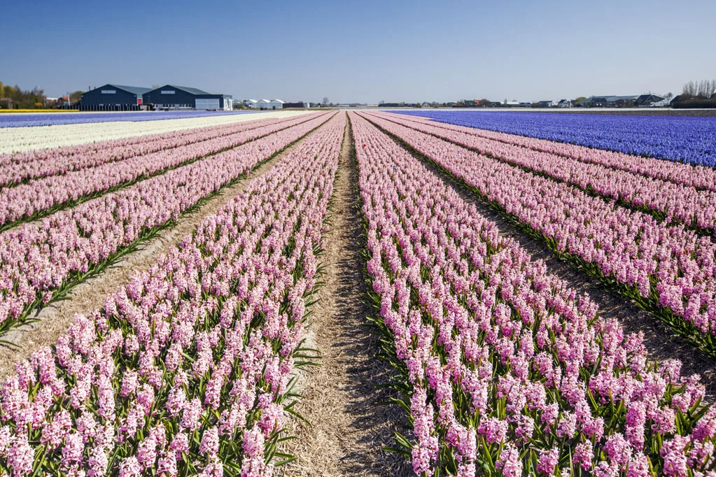 Field of Hyacinths