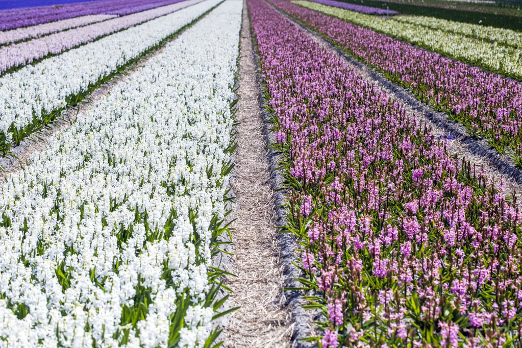 Field of Hyacinths