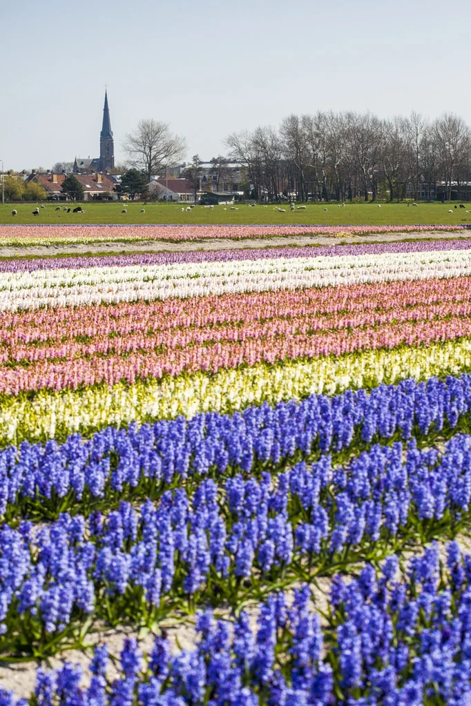 Field of Hyacinths