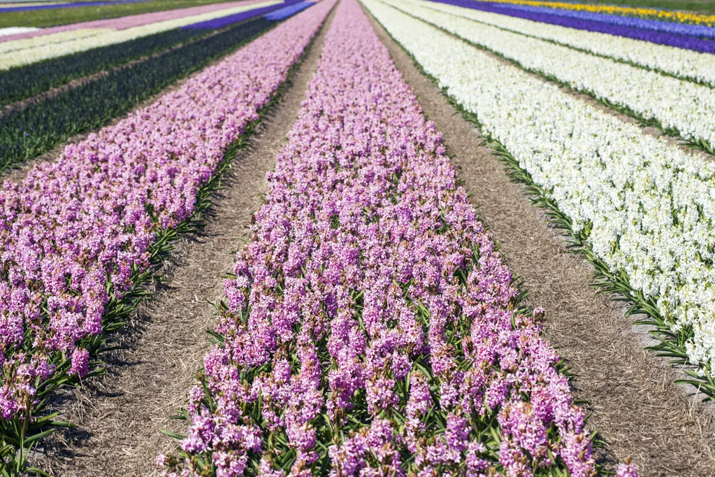 Field of Hyacinths