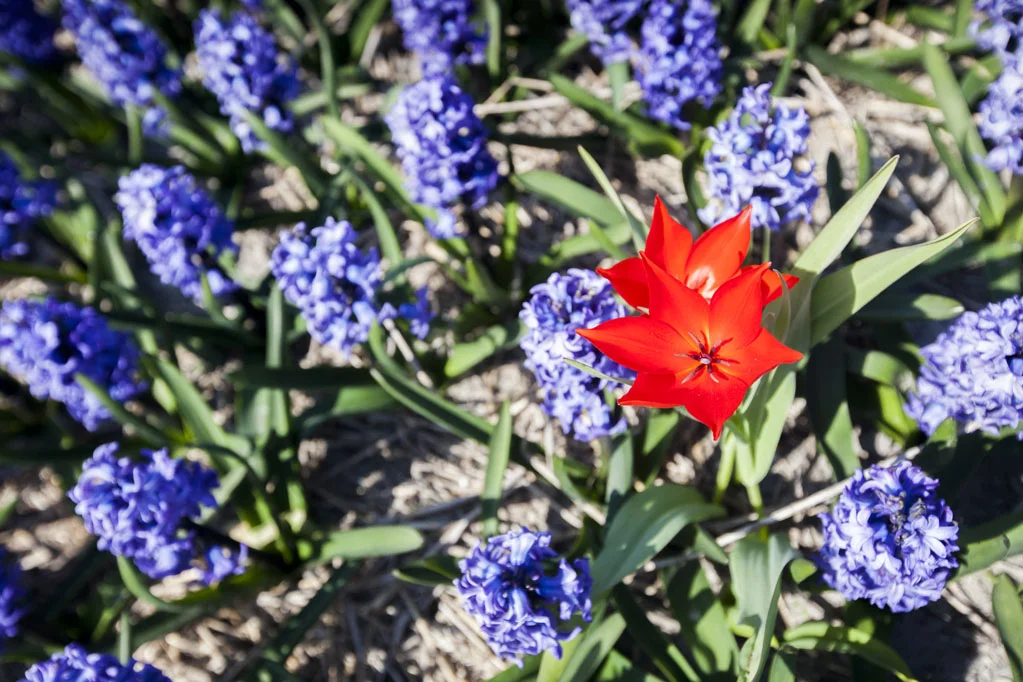 Field of Hyacinths