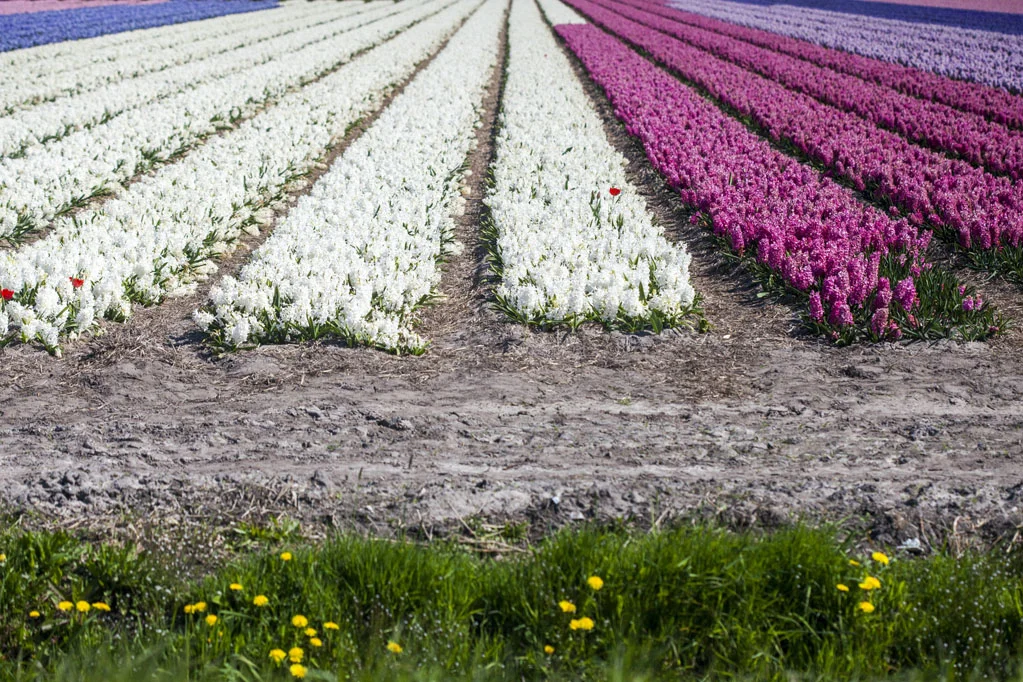 Field of Hyacinths