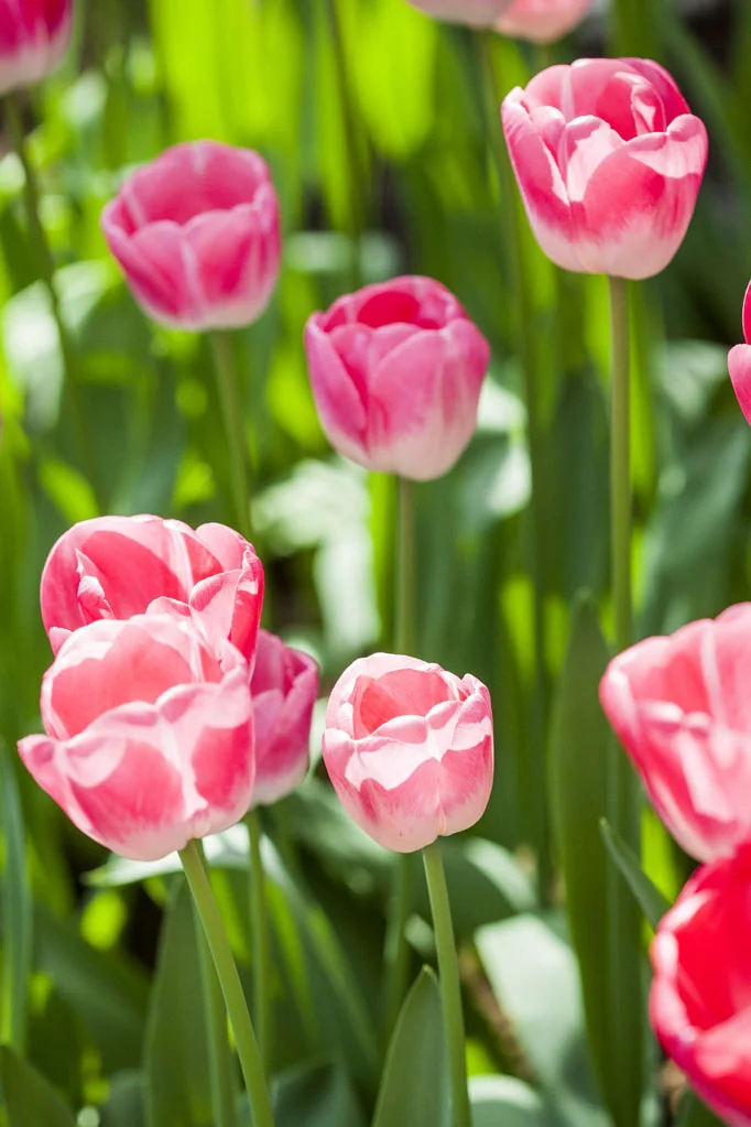 Field of Pink Tulips