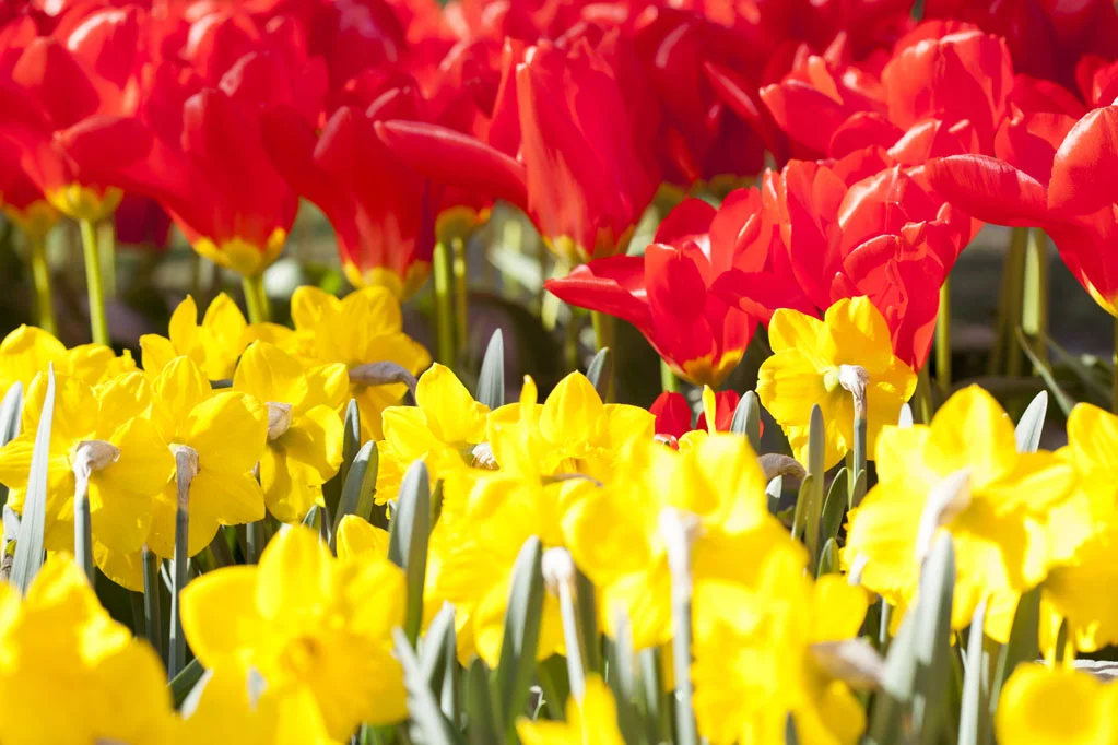 Field of Yellow and Red Tulips