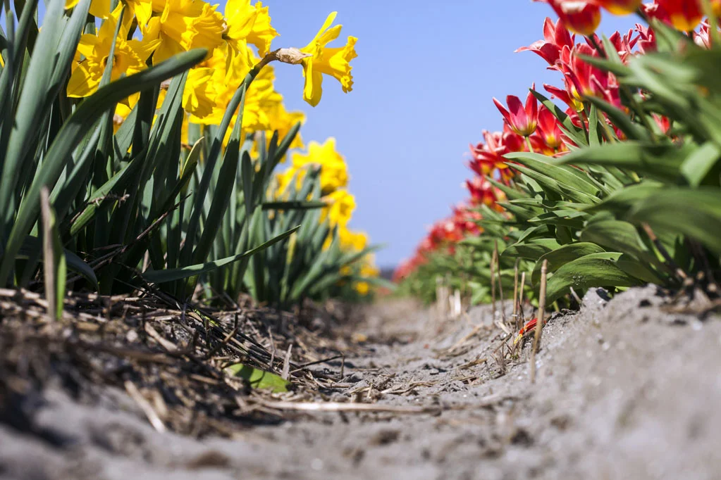 Field of Yellow and Red Tulips