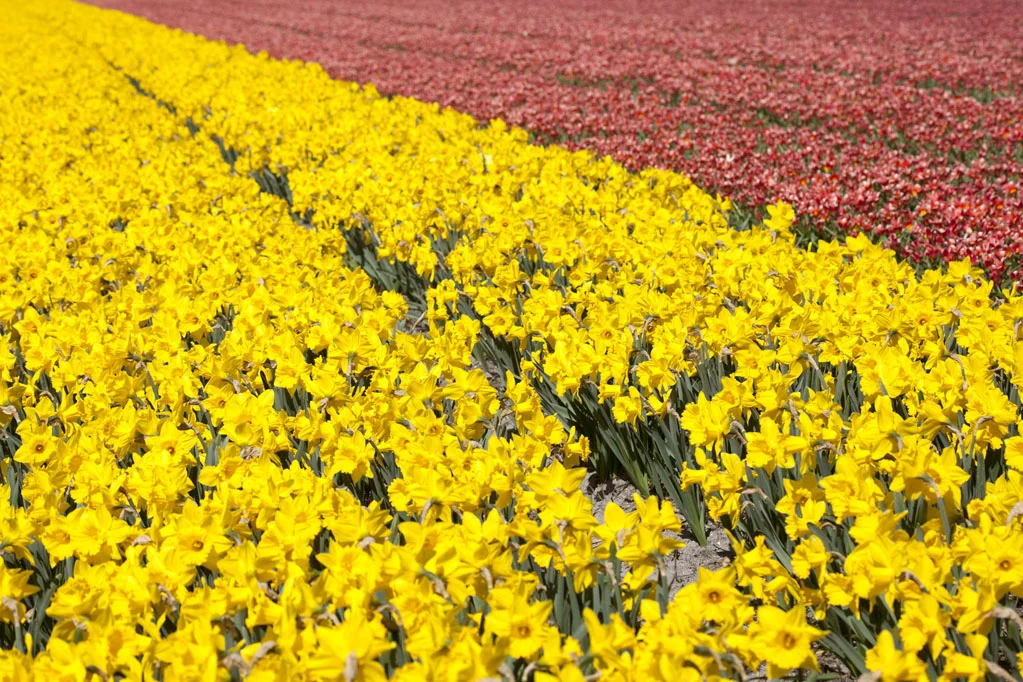 Field of Yellow and Red Tulips