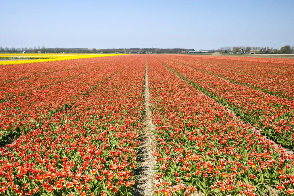 Field of Yellow and Red Tulips