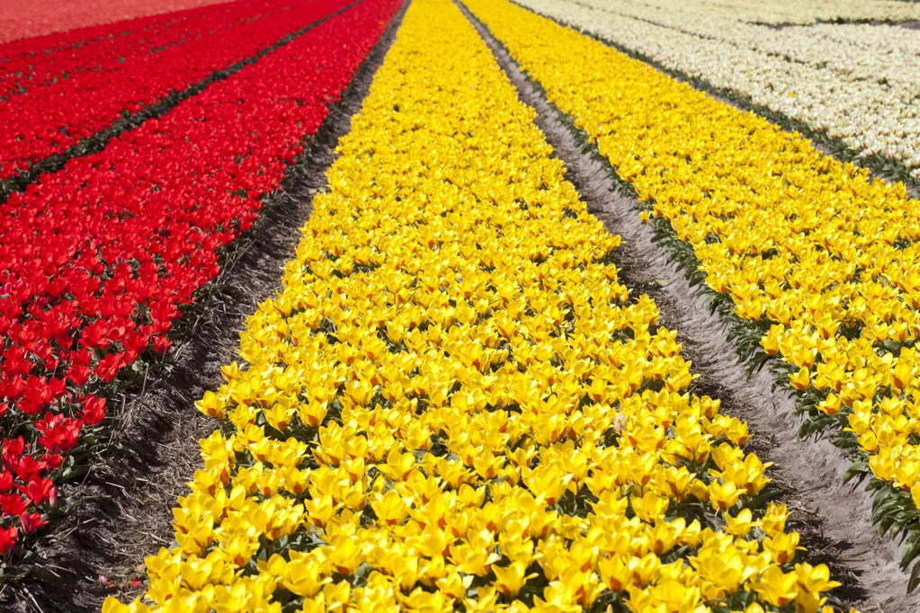 Field of Yellow and Red Tulips