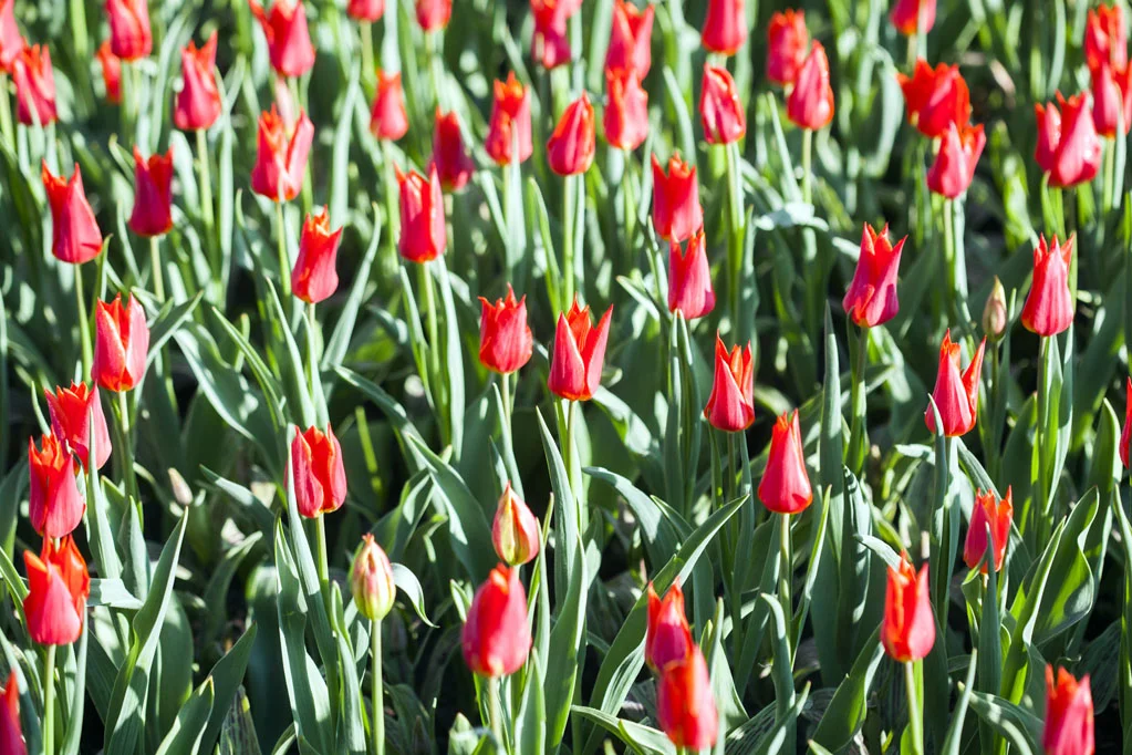 Field of Red Tulips