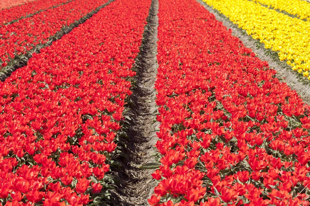 Field of Yellow and Red Tulips
