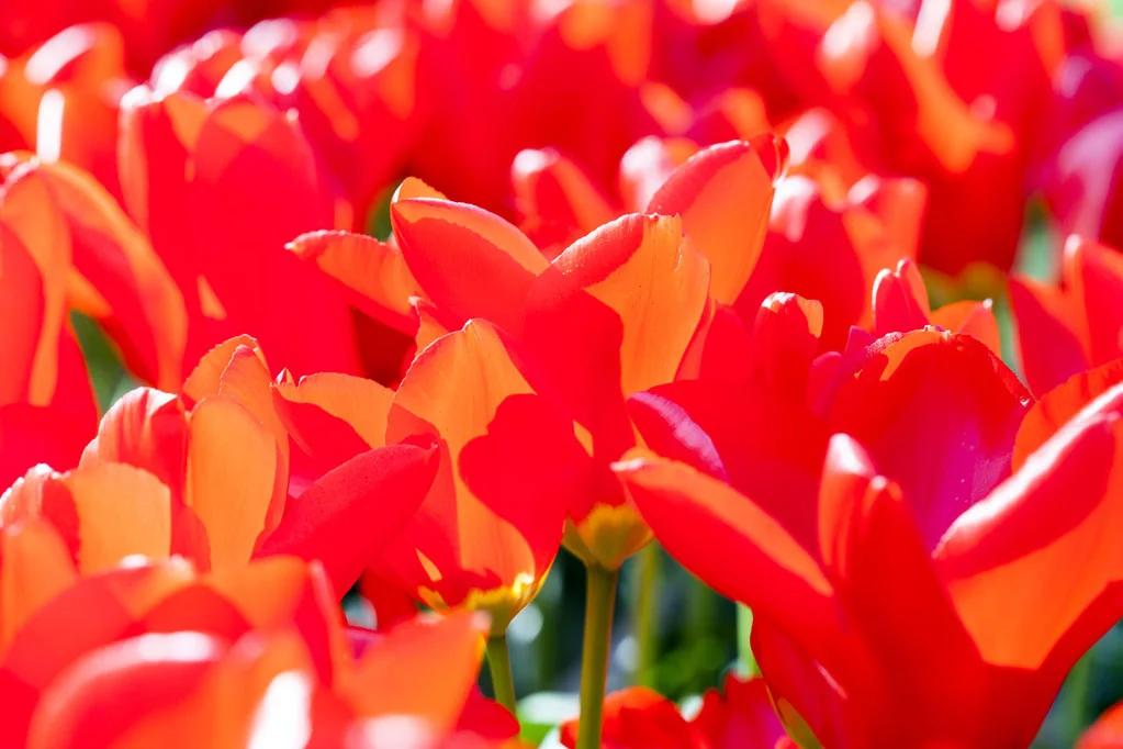 Field of Red Tulips