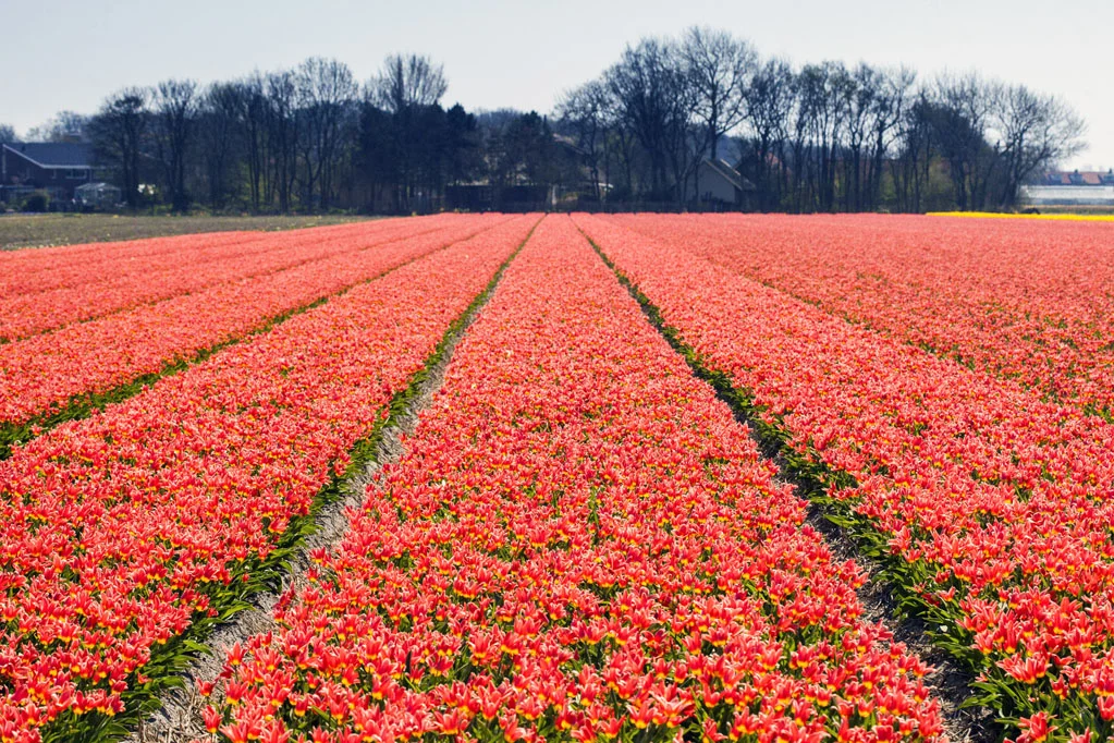 Field of Red Tulips