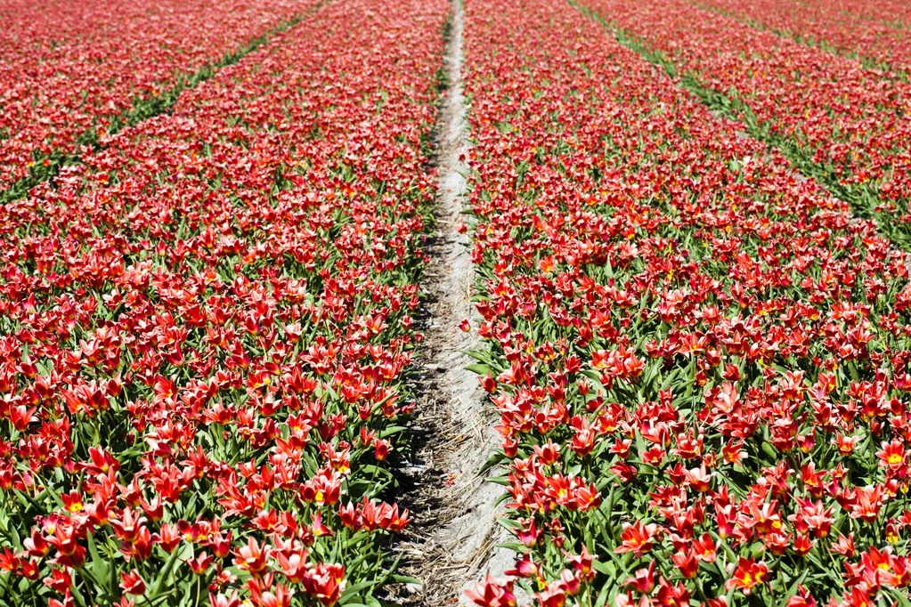 Field of Red Tulips