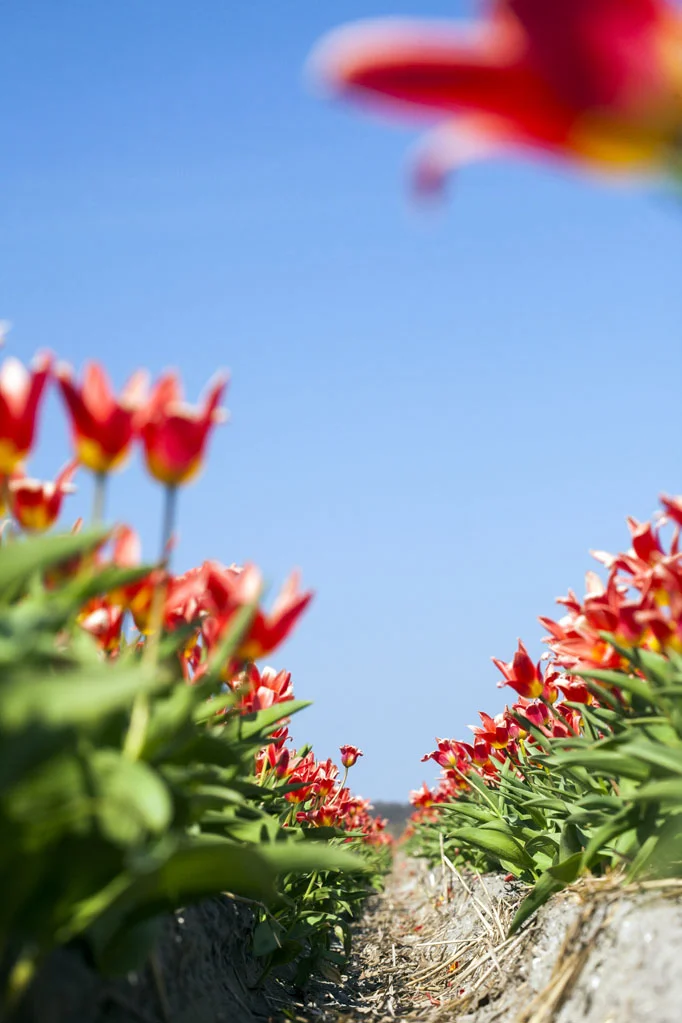 Field of Red Tulips