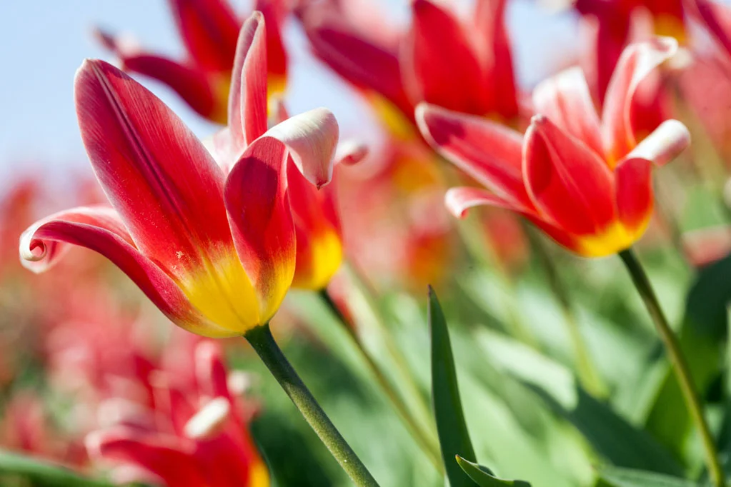 Field of Red Tulips
