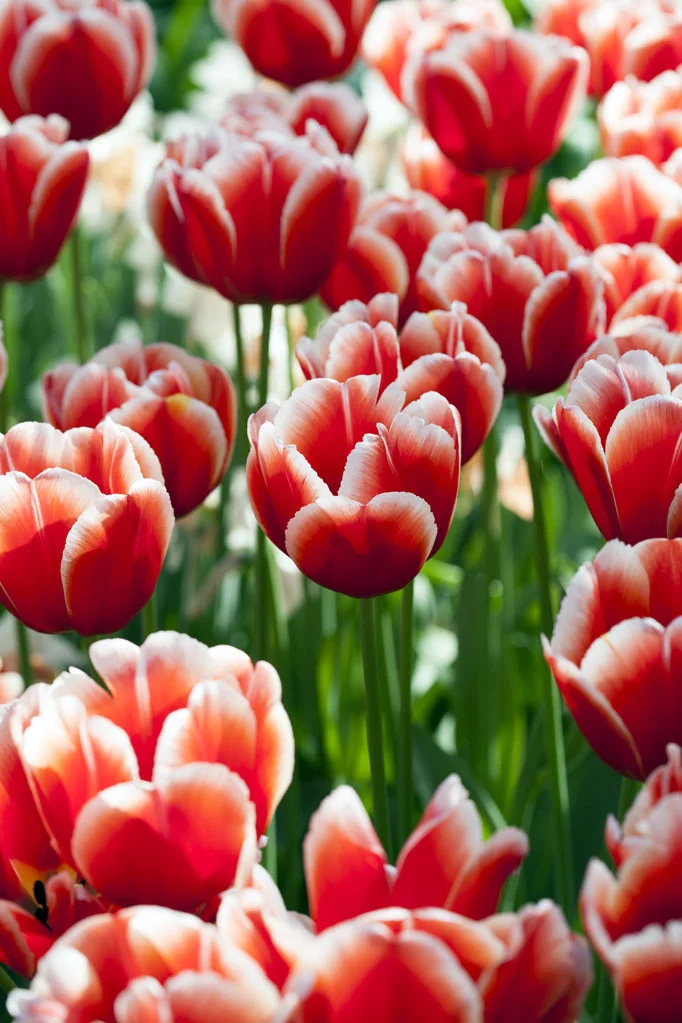 Field of Tulips