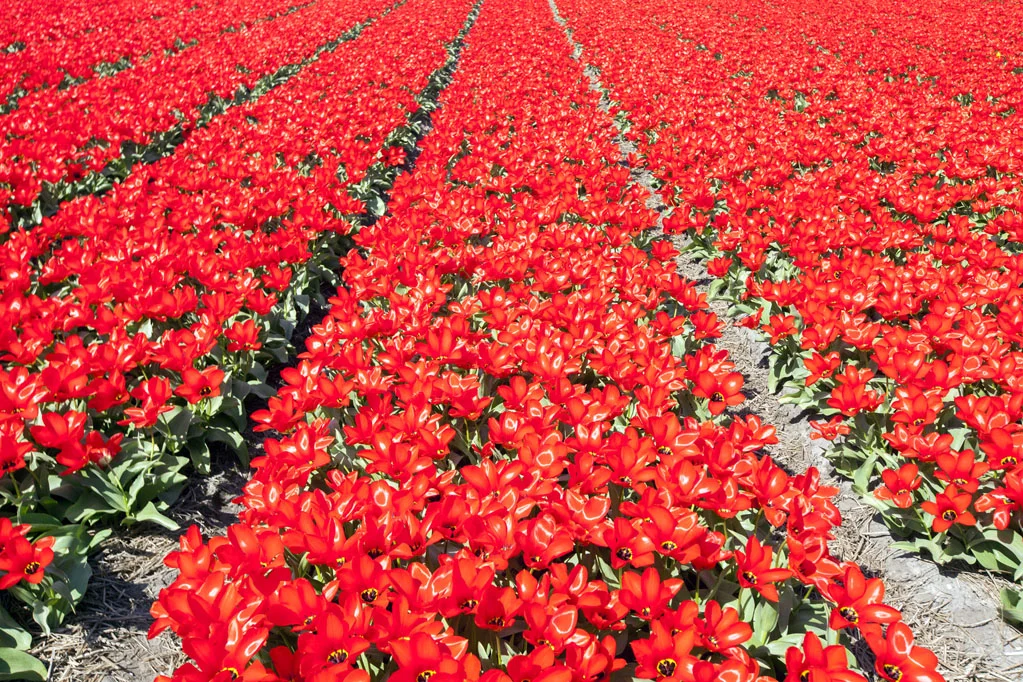 Field of Red Tulips