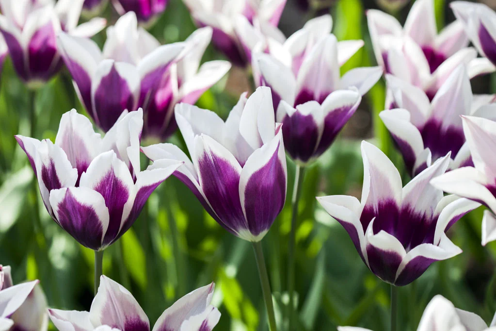 Field of Tulips