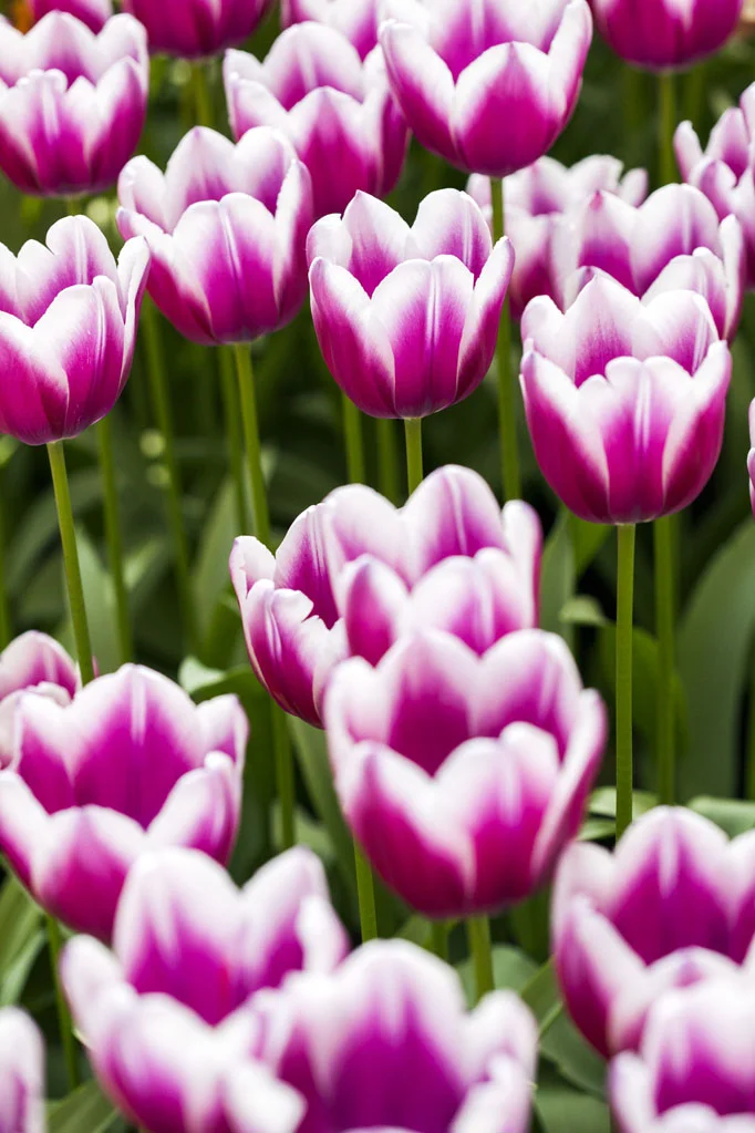 Field of Tulips