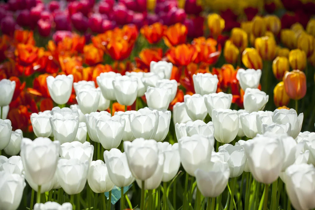 Field of Tulips