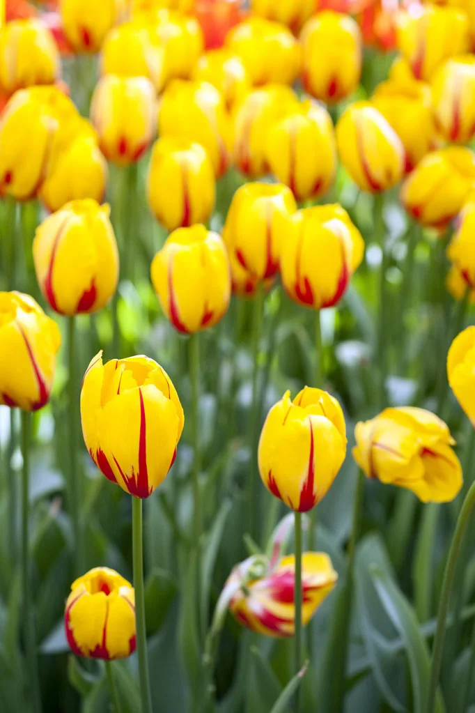 Field of Yellow Tulips