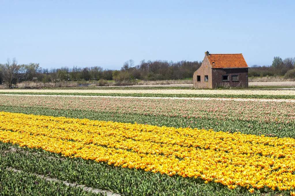 Field of Yellow Tulips
