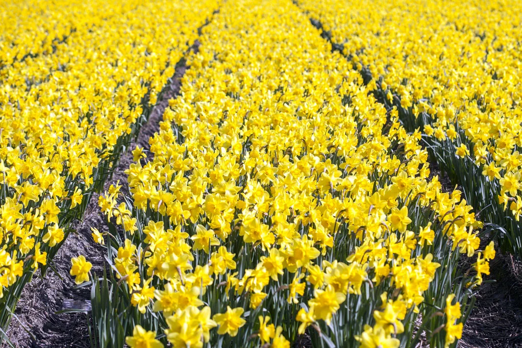 Field of Yellow Tulips