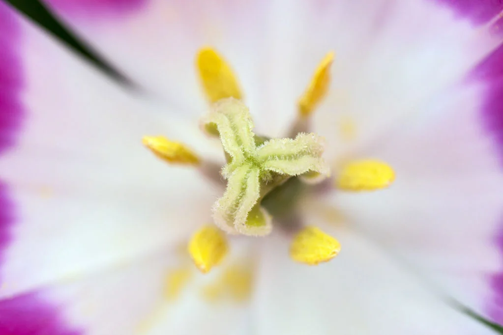 Inside of a Pink and White Tulip