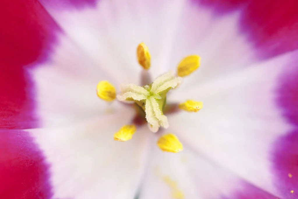 Inside of a Pink and White Tulip