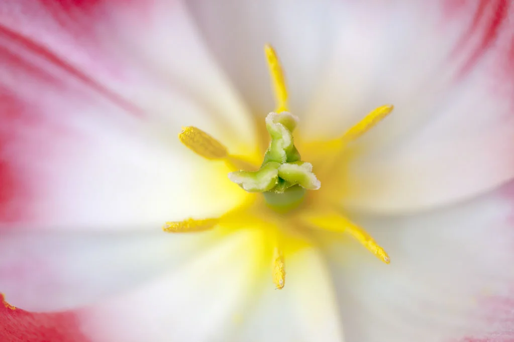 Inside of a Pink and White Tulip