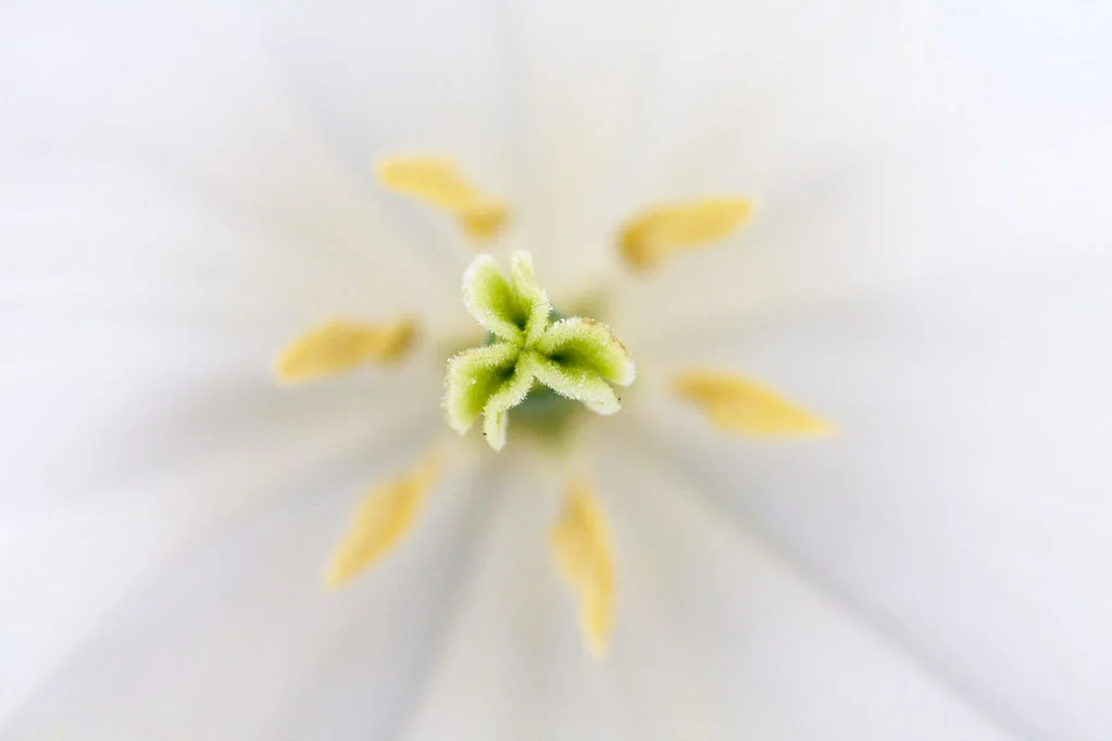 Inside of a White Tulip